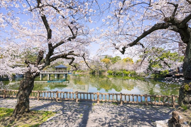 Tsuruma Park 4