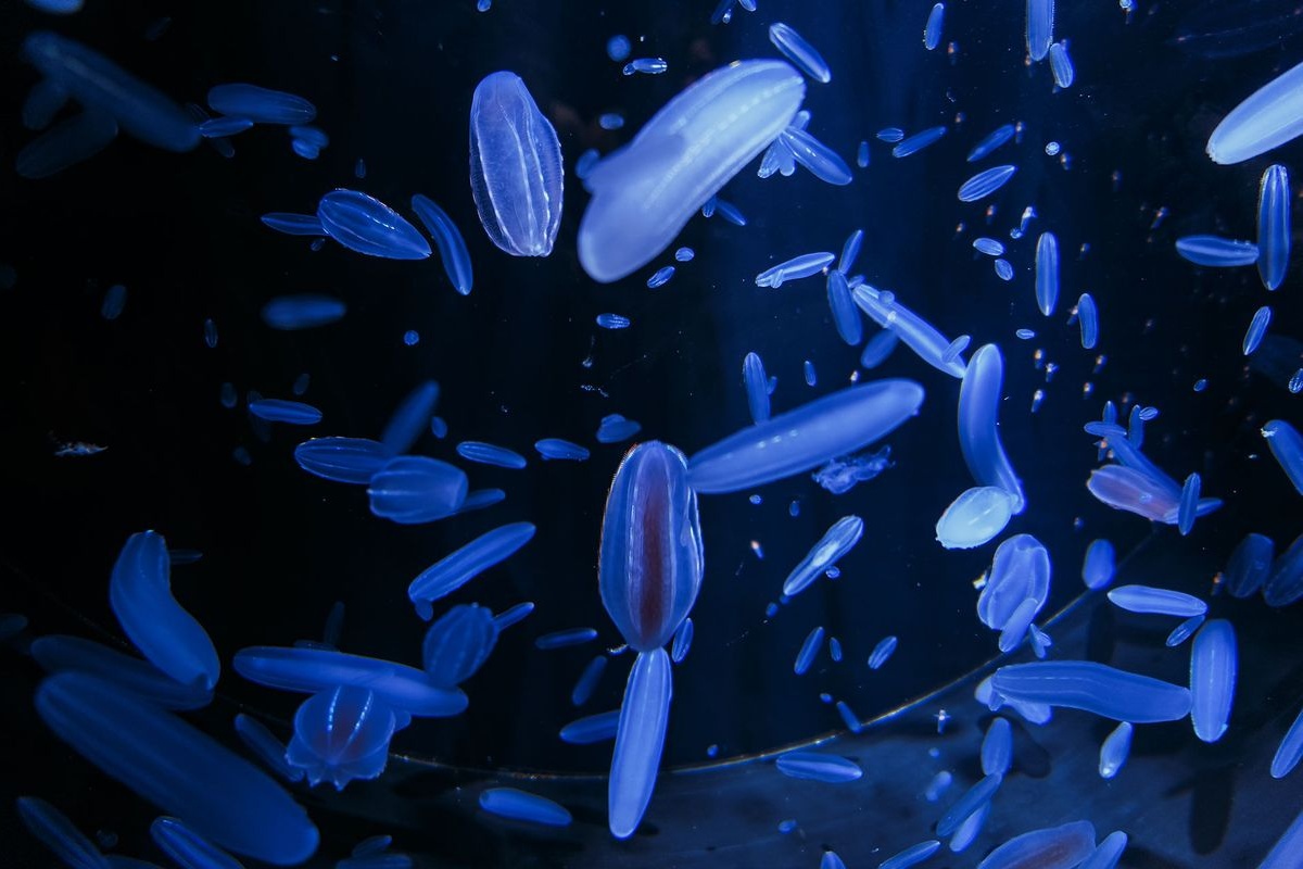 鶴岡市立加茂水族館 (Kamo Aquarium)