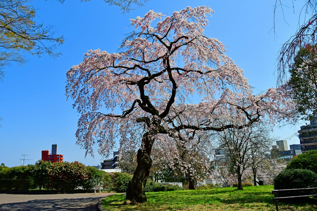 Parc Tsutsujigaoka