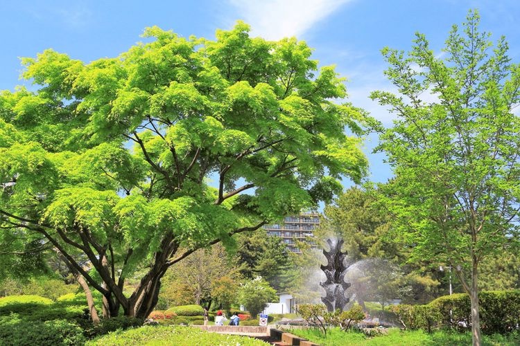 Tsutsujigaoka Park 3