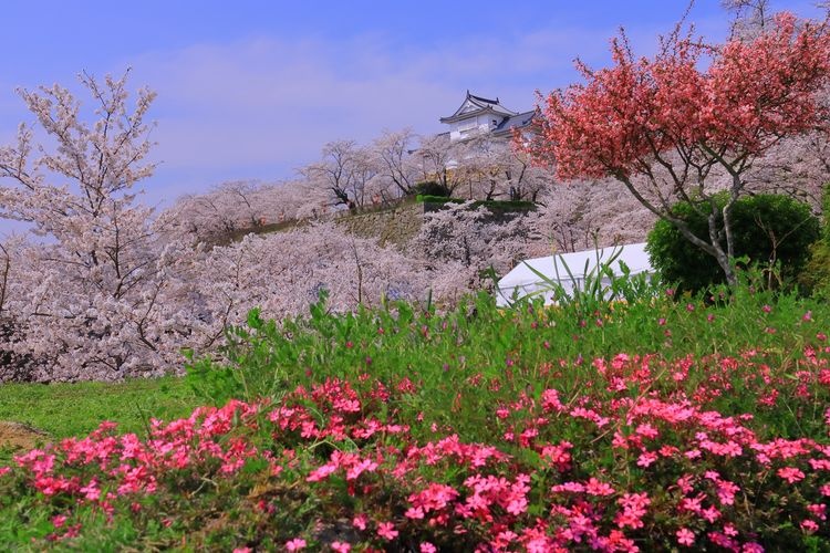 Tsuyama Castle (Tsuruyama Park)