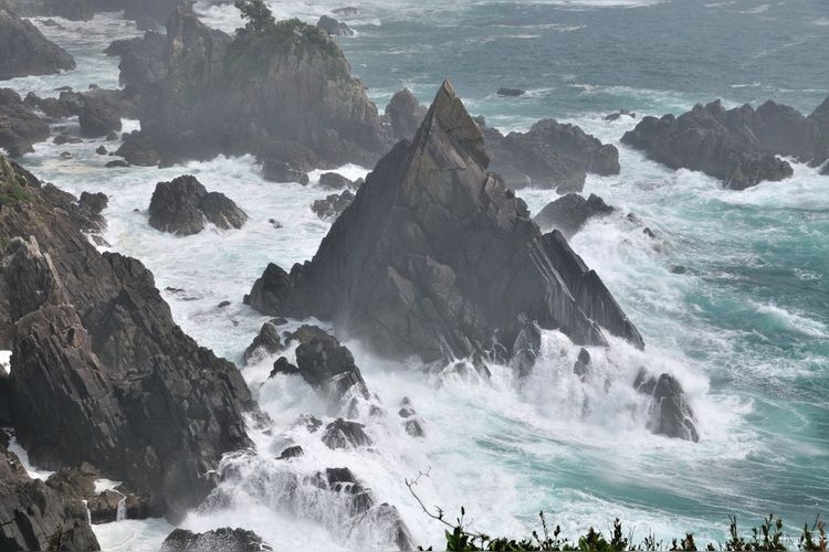 海金剛