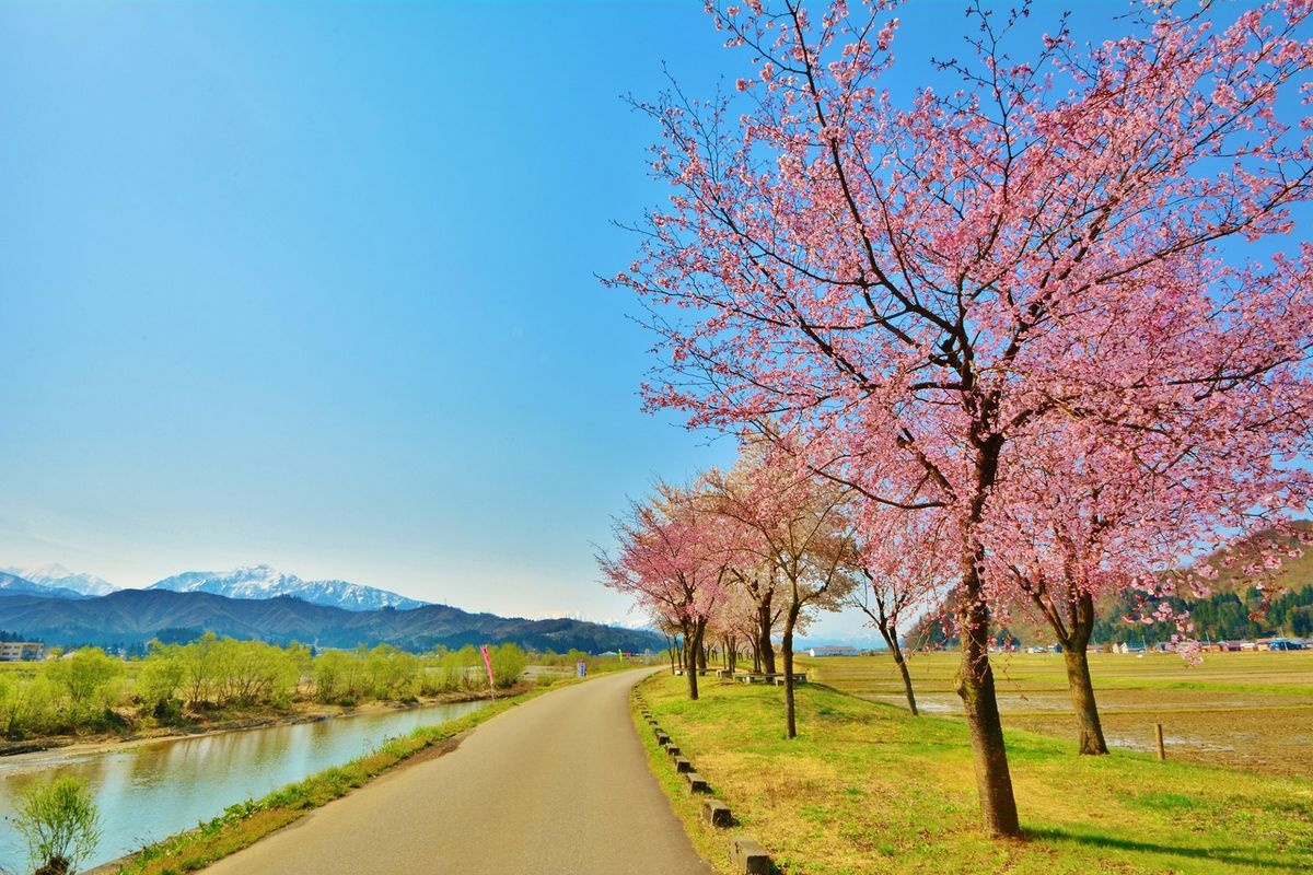 Uonogawa Sakura Tsutsumi