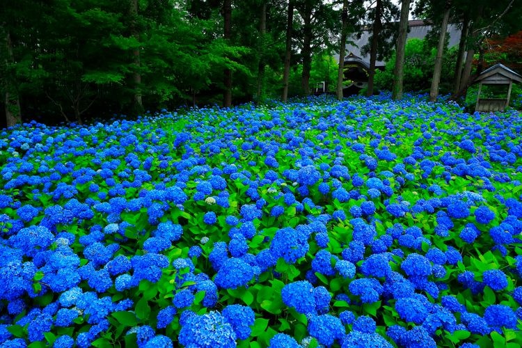 Unsho-ji 2