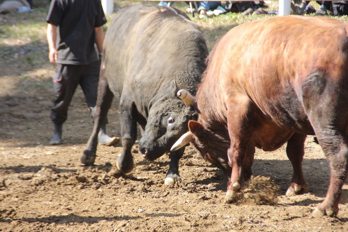 Ushi no Tsunozuki (Lucha de Toros)