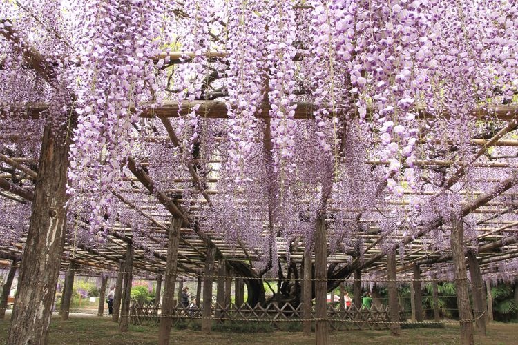 Ushijima no Fuji (Wisteria of Ushijima)