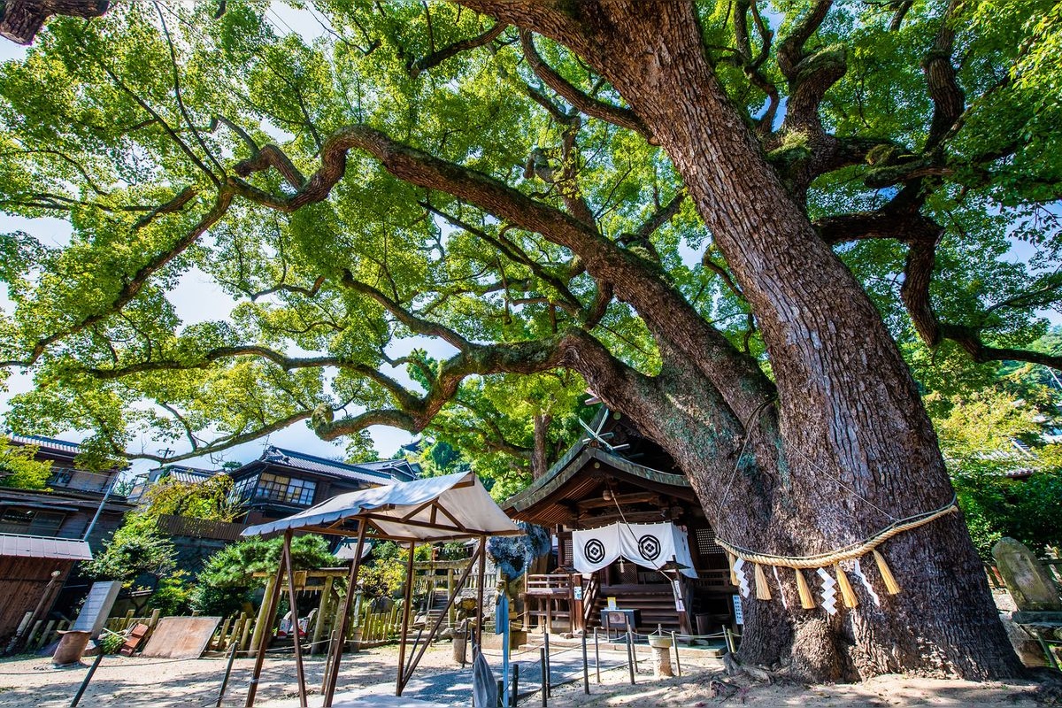 艮神社 (Ushitora Jinja)