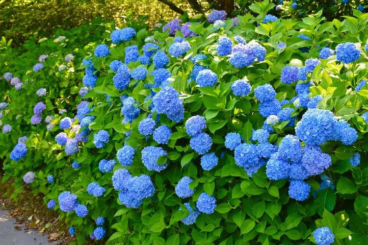 สวนสาธารณะอุทาชิยามะ (Utashiyama Park)
