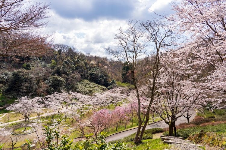 สวนสาธารณะอุทาชิยามะ (Utashiyama Park) 3