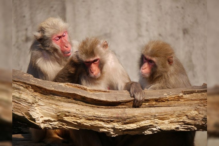 宇都宮動物園