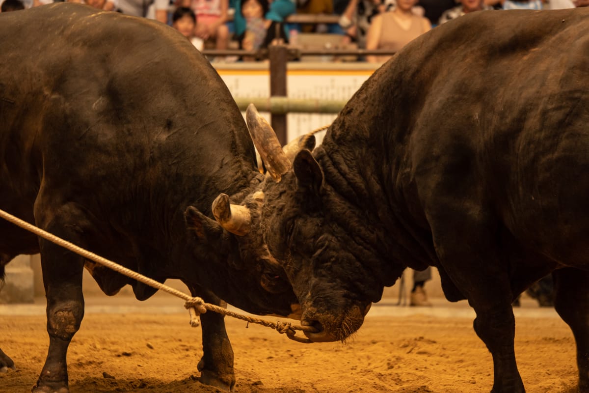Uwajima Toro (Uwajima Bullfighting)