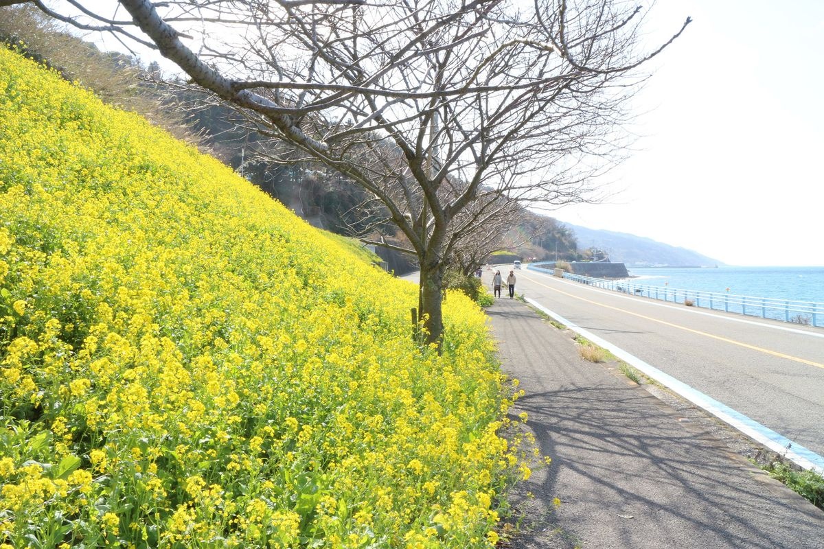 Campos de Nanohana de Urusumi
