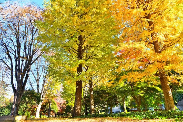 Wadabori Park 2
