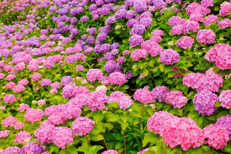 เทศกาลดอกไฮเดรนเยีย วากามัตสึ (Wakamatsu Ajisai Matsuri)