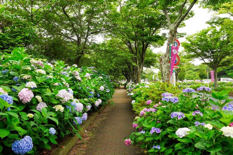 เทศกาลดอกไฮเดรนเยีย วากามัตสึ (Wakamatsu Ajisai Matsuri) 3