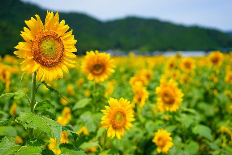 Champ de Tournesols de Wakasa Obama Megumi no Himawari Bata