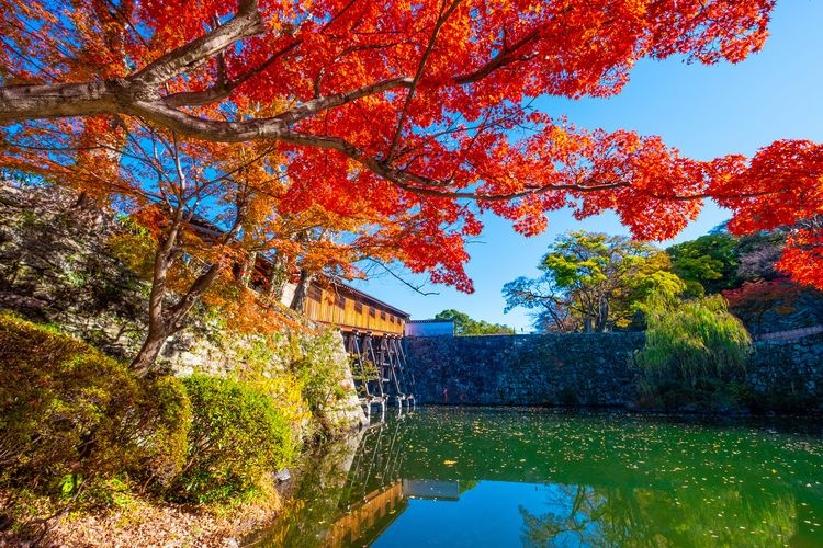 ปราสาทวากายามะ และสวนโคโยเคเค (Wakayama Castle & Koyokei Garden) 7