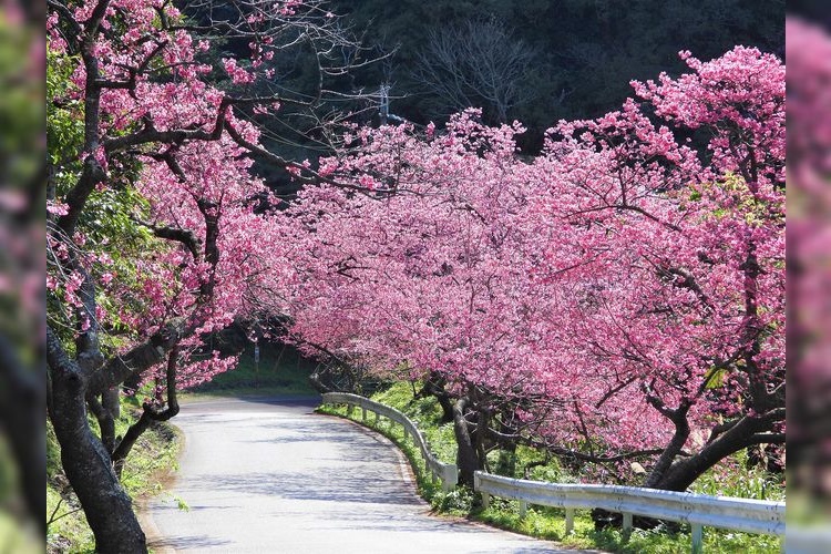 Deretan Pohon Sakura Yaedake