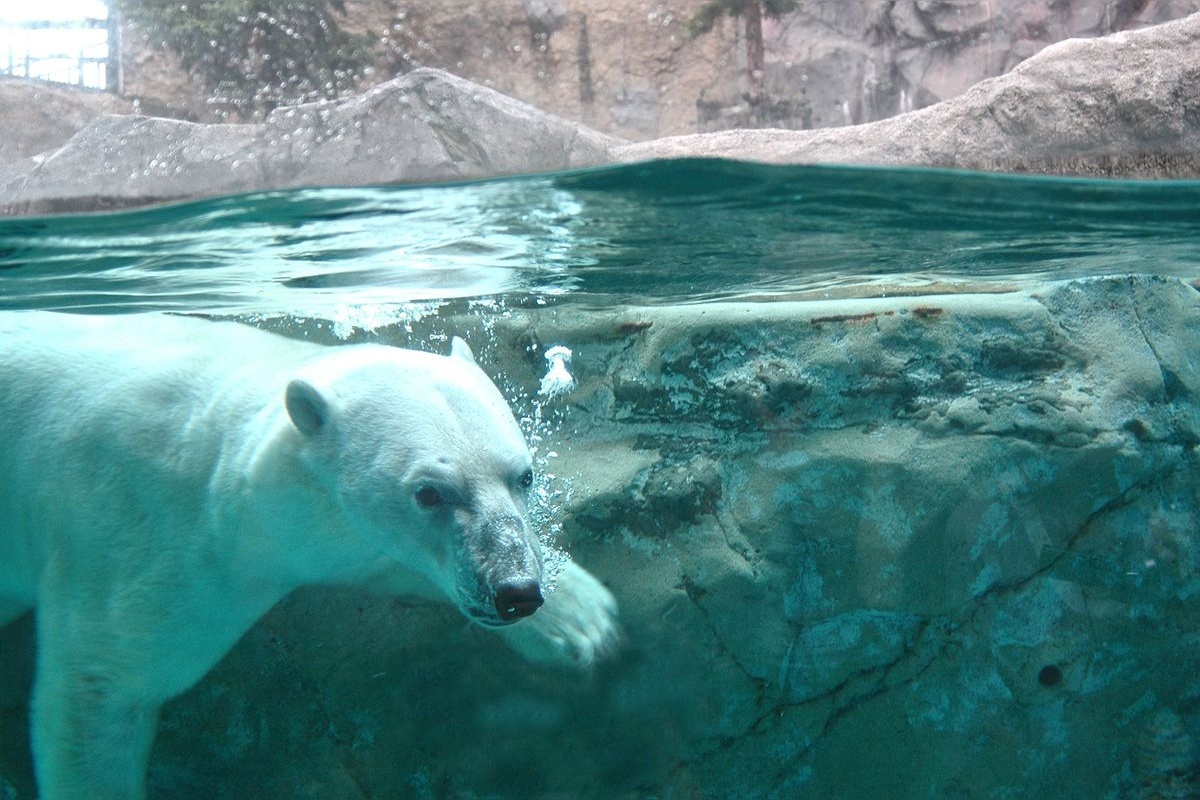 Zoo de Sendai (Yagiyama Zoo)