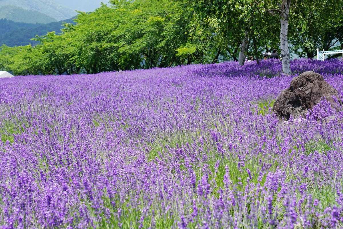 Parc Yagisaki