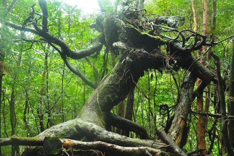 Yakushima 3