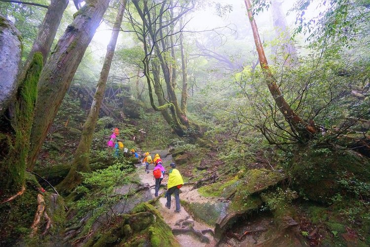 Yakushima 4