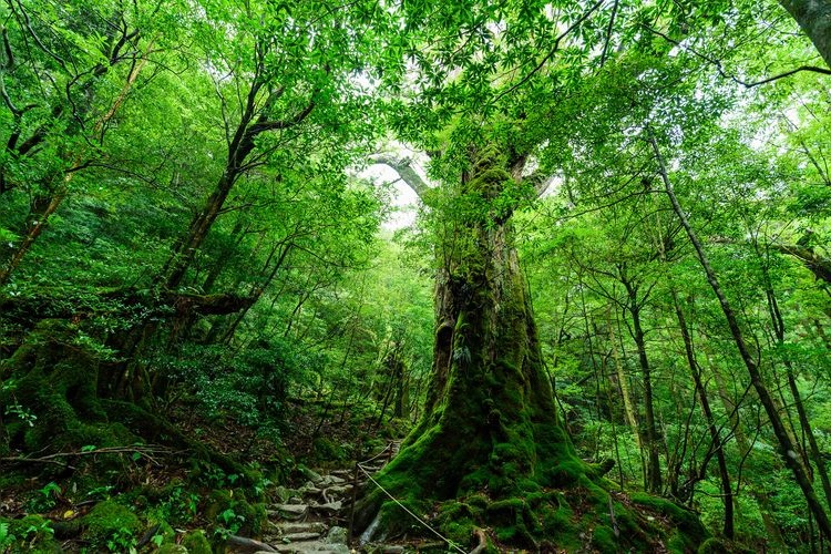 Yakushima 5