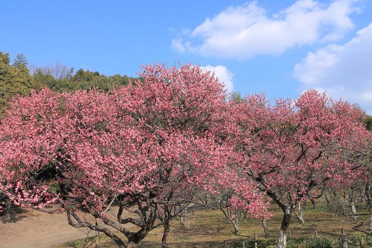 山田池公園 2