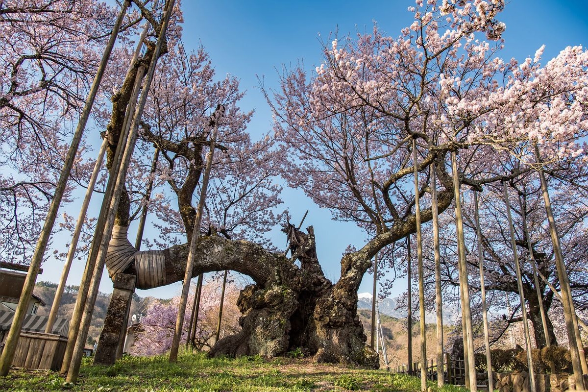 Yamataka Jindai Sakura (Jisso-ji Temple)