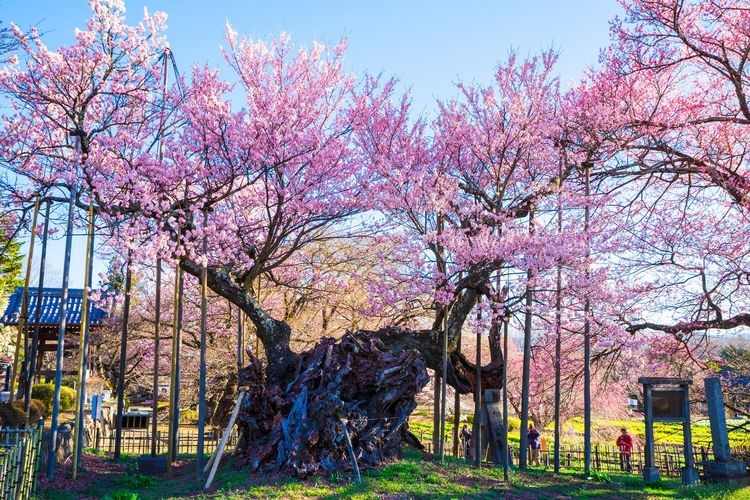 Yatagami Jindai Sakura (Jisso-ji Temple)