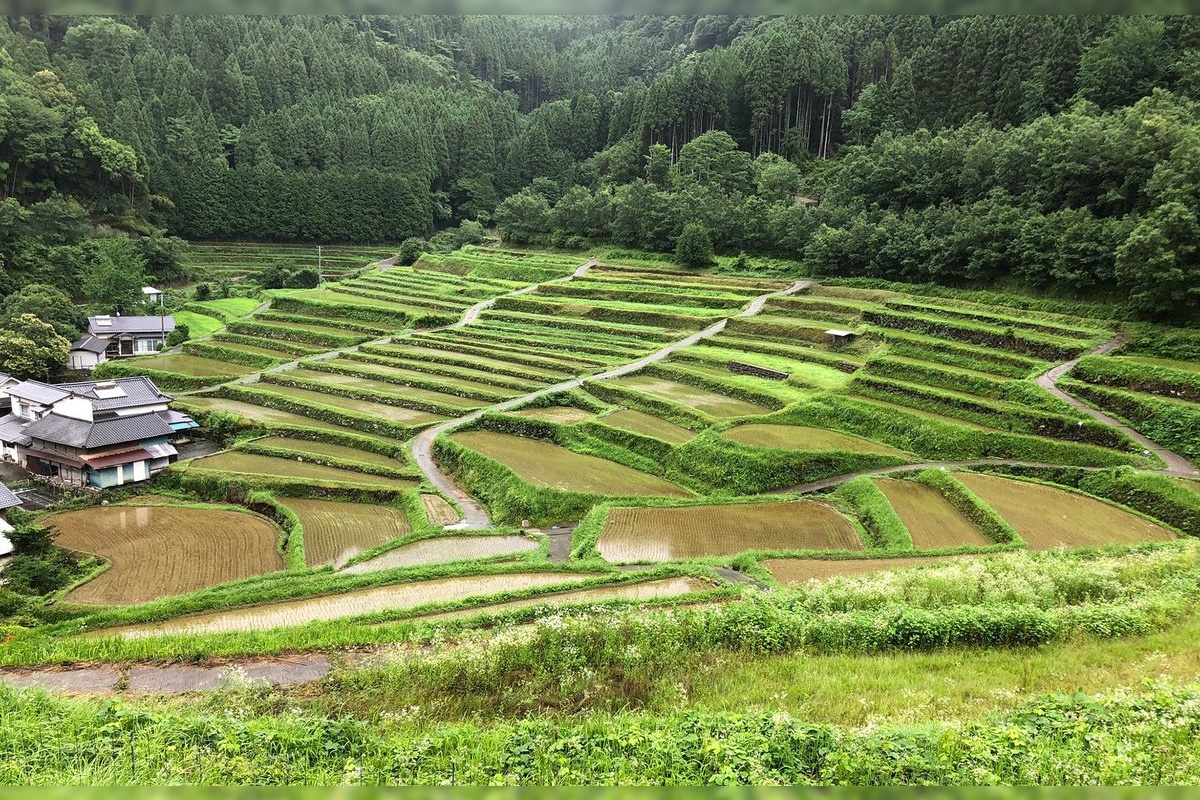 Ruộng bậc thang Yamaura Sasu