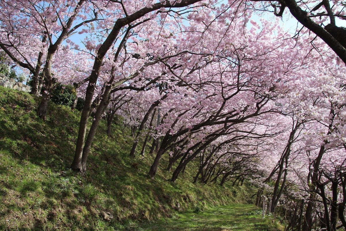 Yaoyorozukaminogoten