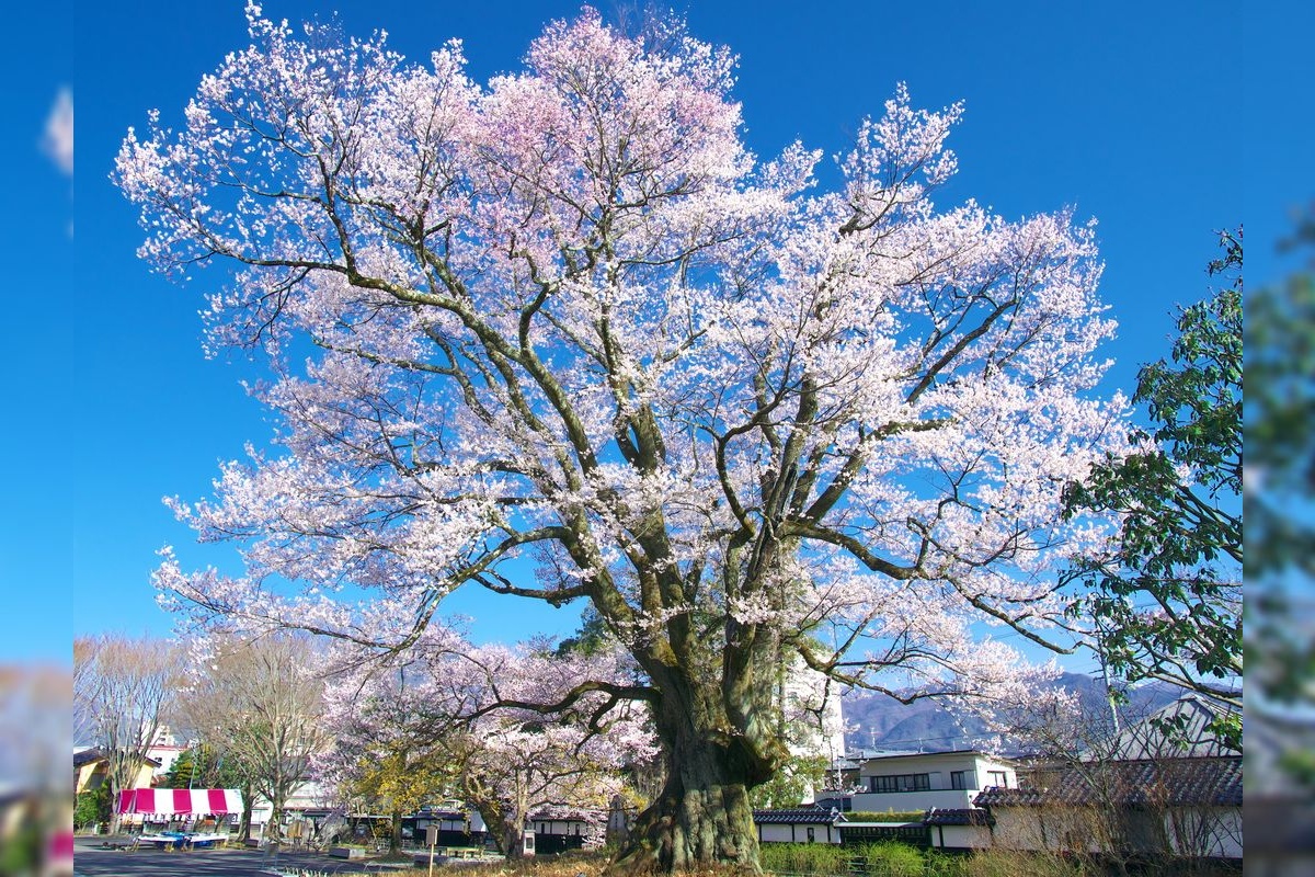 야스토미 자쿠라 (Yasutomi Sakura)