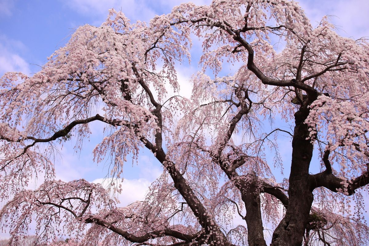 Yatoi Kamon-zakura