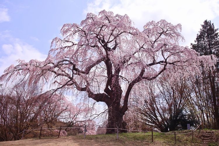 Yatoi Kamon-zakura