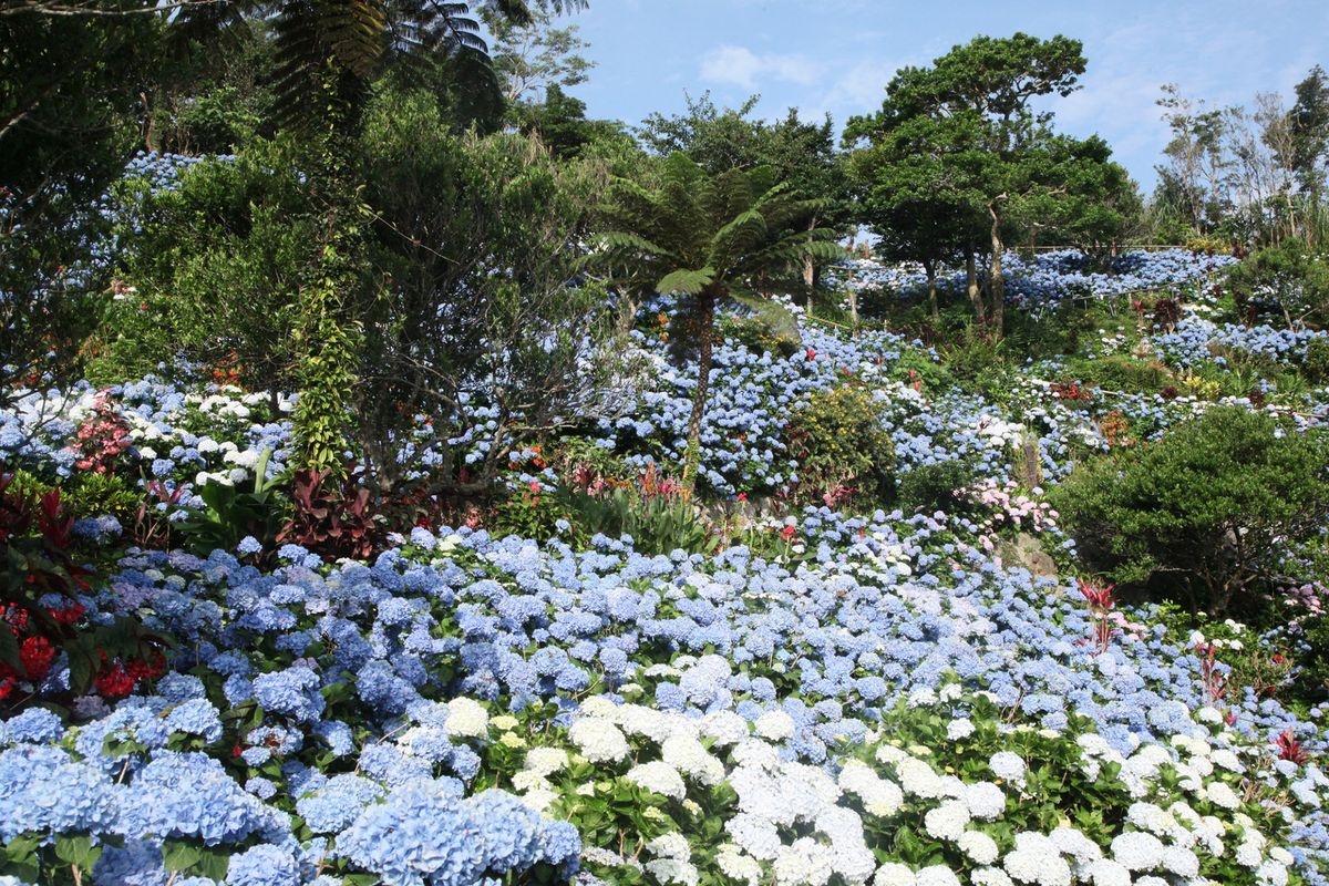 요헤나 수국원 (Yohena Ajisai Garden)