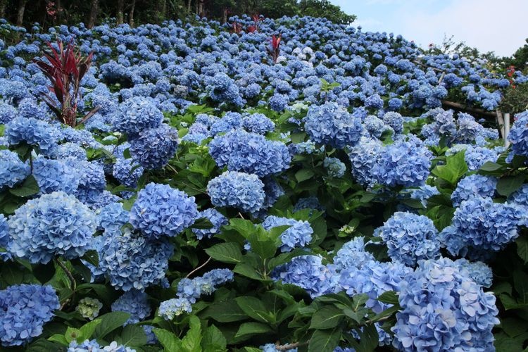 Yohena Ajisai Garden