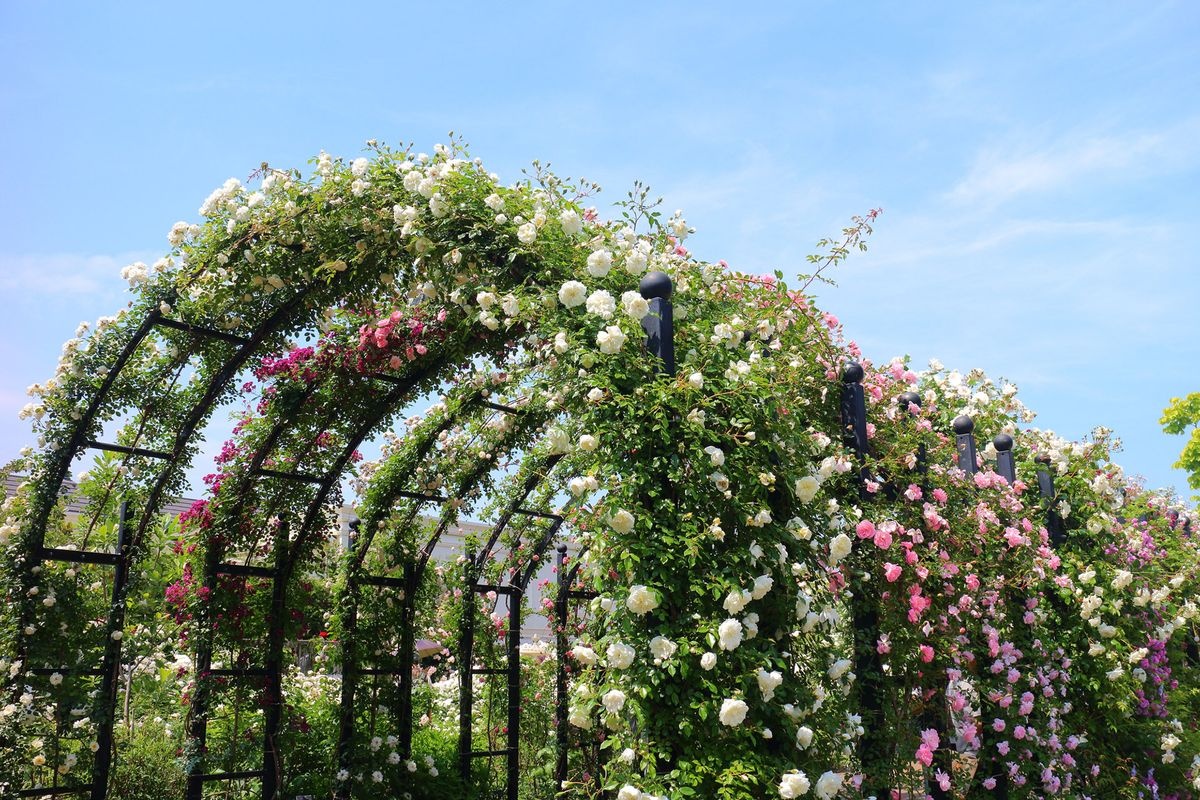 横滨英式花园 (Yokohama English Garden)