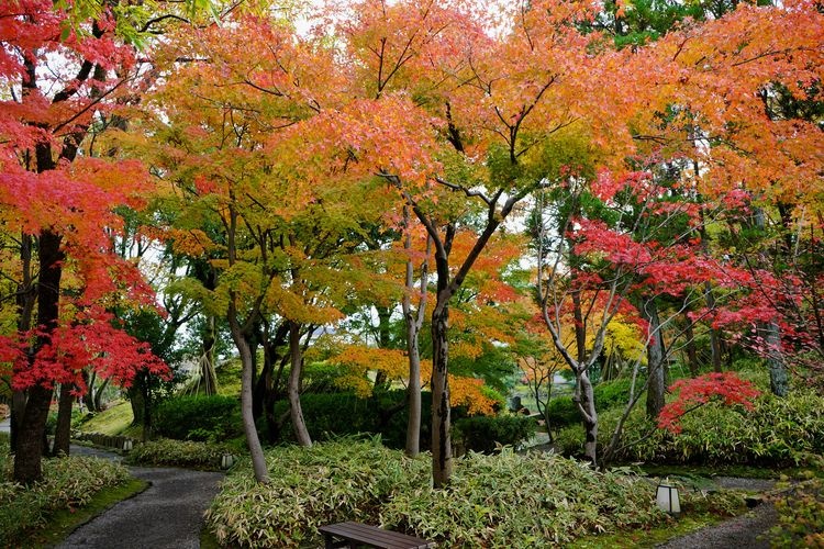 養浩館庭園 6