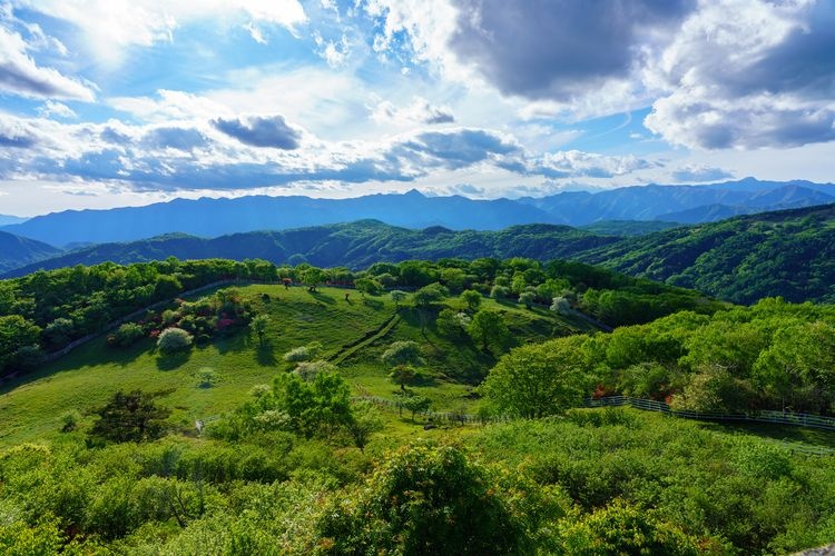Yokone Kogen (ที่ราบสูงโยโกเนะ) 6