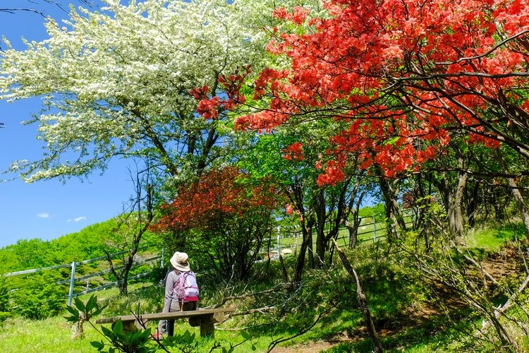 Yokone Kogen (ที่ราบสูงโยโกเนะ) 7