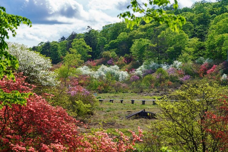 Yokone Kogen (ที่ราบสูงโยโกเนะ) 8