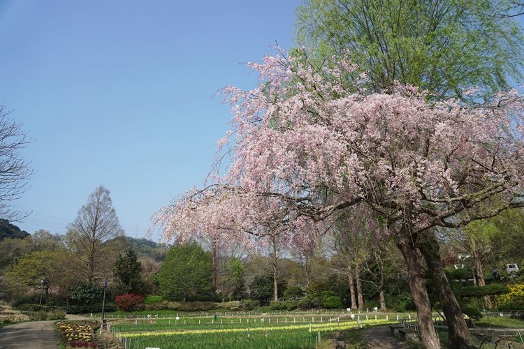 Yokosuka Shobu-en Garden
