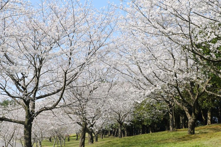 Yoshino Park 2