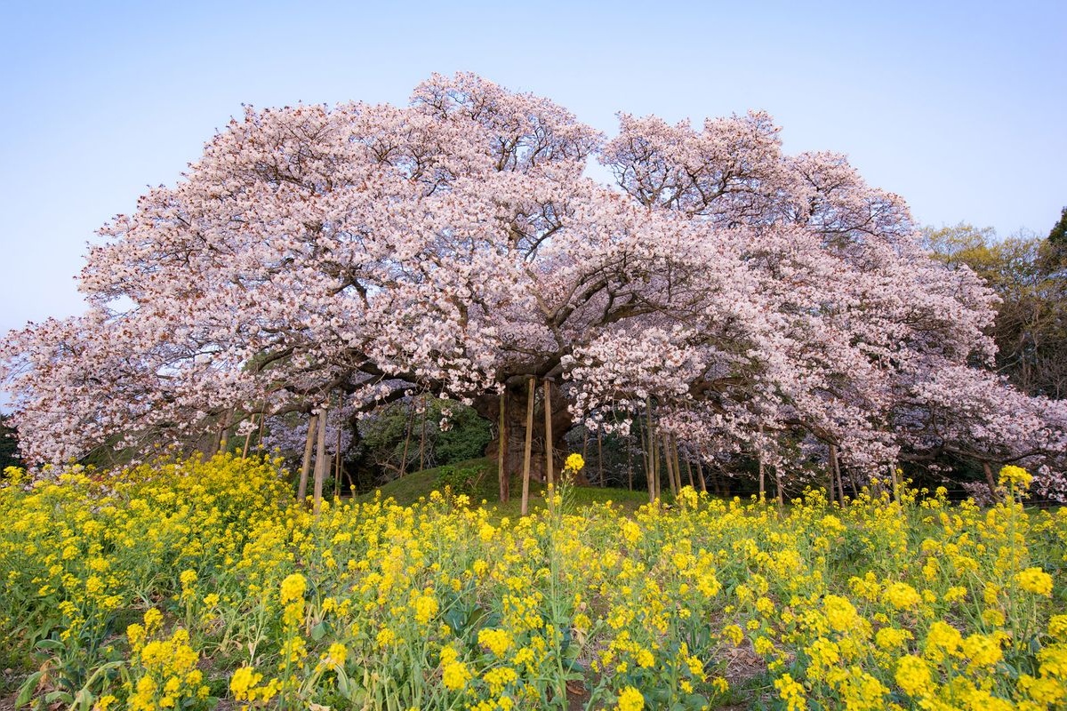 Yoshitaka no Okura (Great Yoshitaka Cherry Tree)