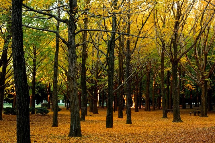 Yoyogi Park 3