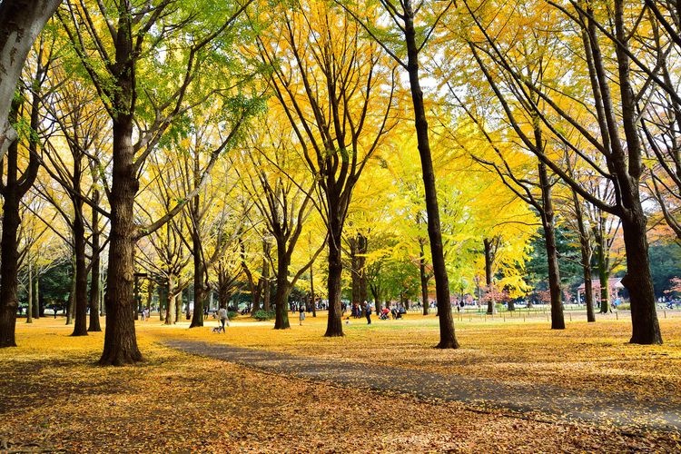 Yoyogi Park 7