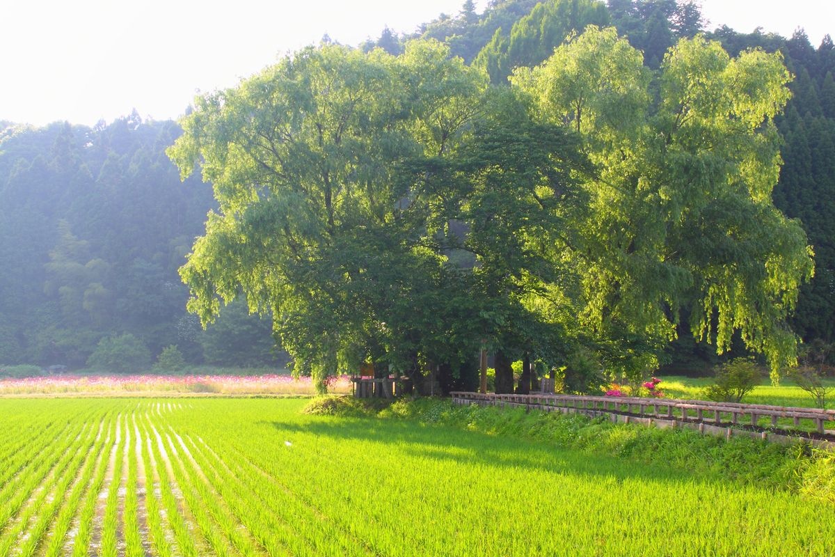 Yugyo Yanagi