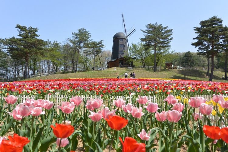 雪谷川坝林公园 (Yutaniya Dam Forest Park) - 轻米町