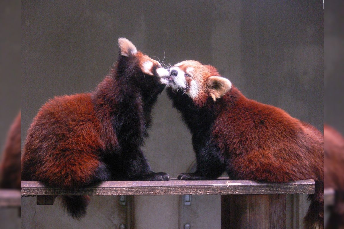 Yumemigasaki Zoo